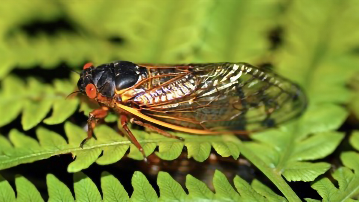 Cicada Crafts and Exploration at Dunn Museum